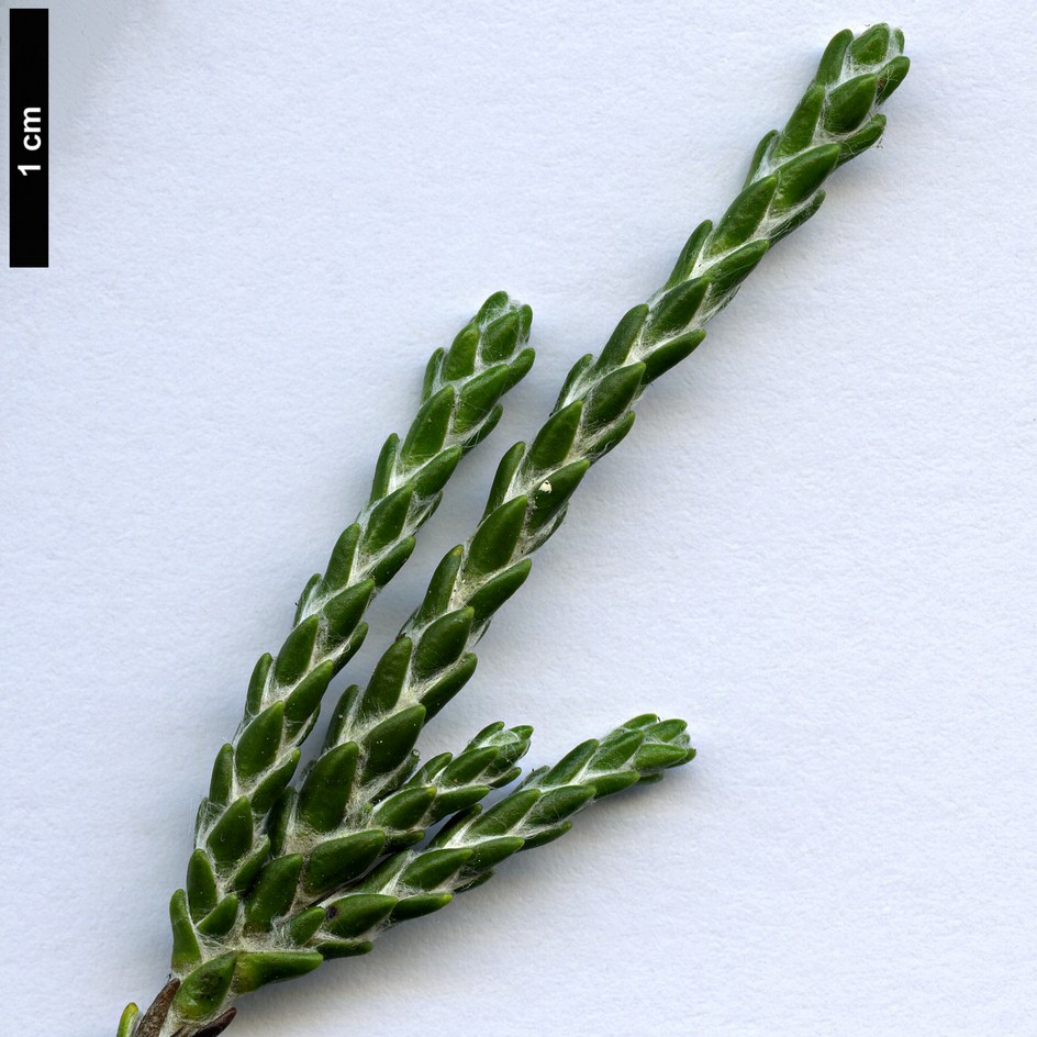 High resolution image: Family: Asteraceae - Genus: Ozothamnus - Taxon: selago